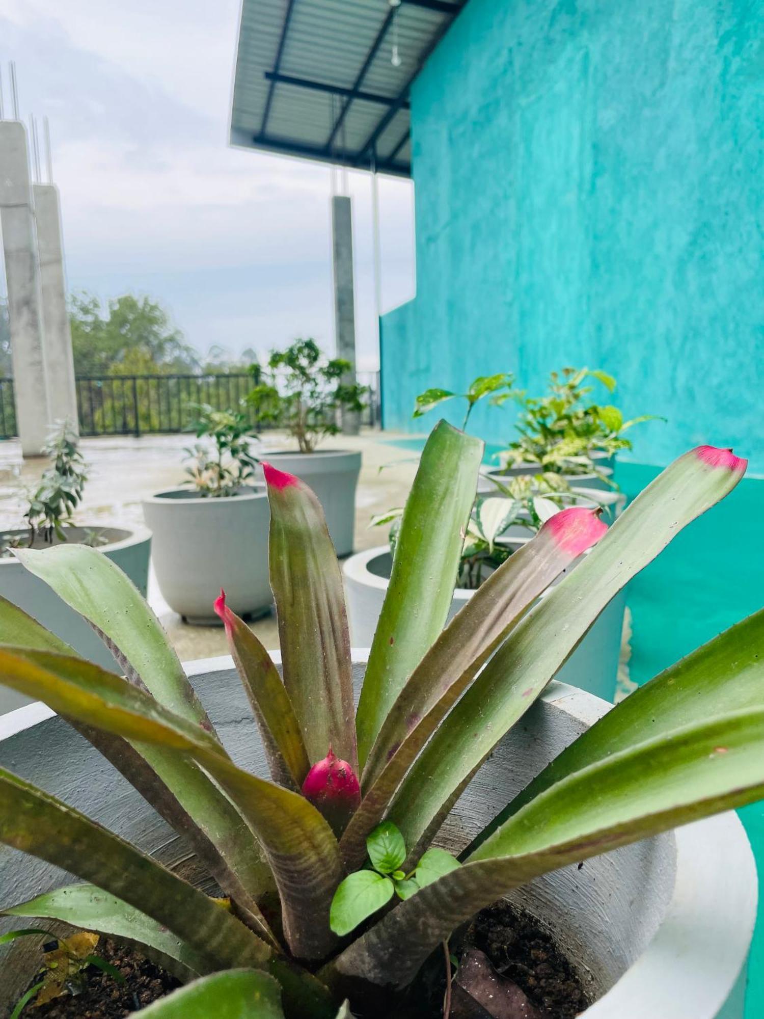 Little Paradise Homestay เอลลา ภายนอก รูปภาพ