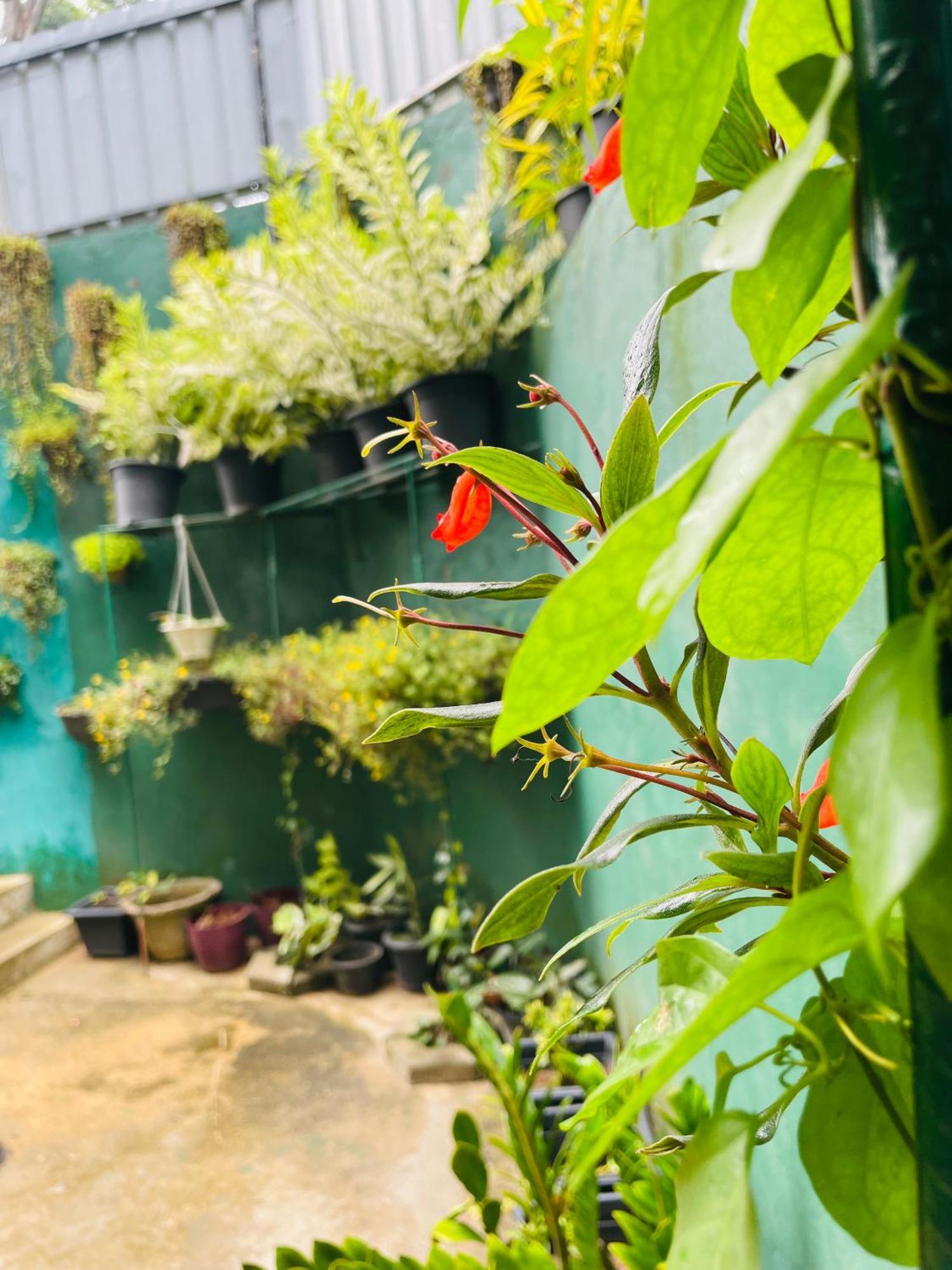 Little Paradise Homestay เอลลา ภายนอก รูปภาพ
